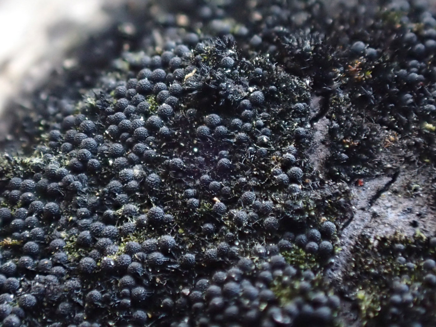 Photo © Sarah Ebdon Chaetosphaerella phaeostroma by Sarah Ebdon